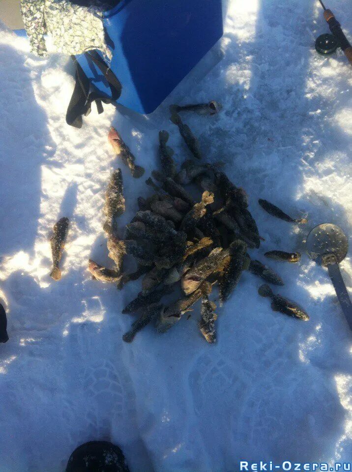 Ижевск фишинг. Тосно - рыбацкое. Рыбак благовещенска рб. Рыбалка в лаишево. Ижевск фишинг.