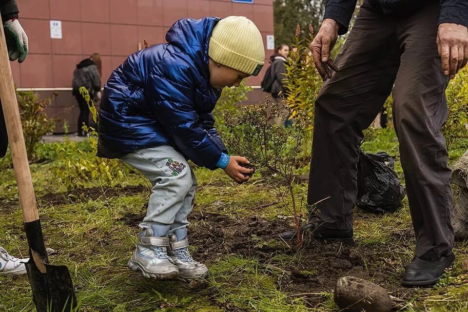 Высадка деревьев. Высадка деревьев благоустройство. Посадить дерево. Высаживание деревьев в парке.