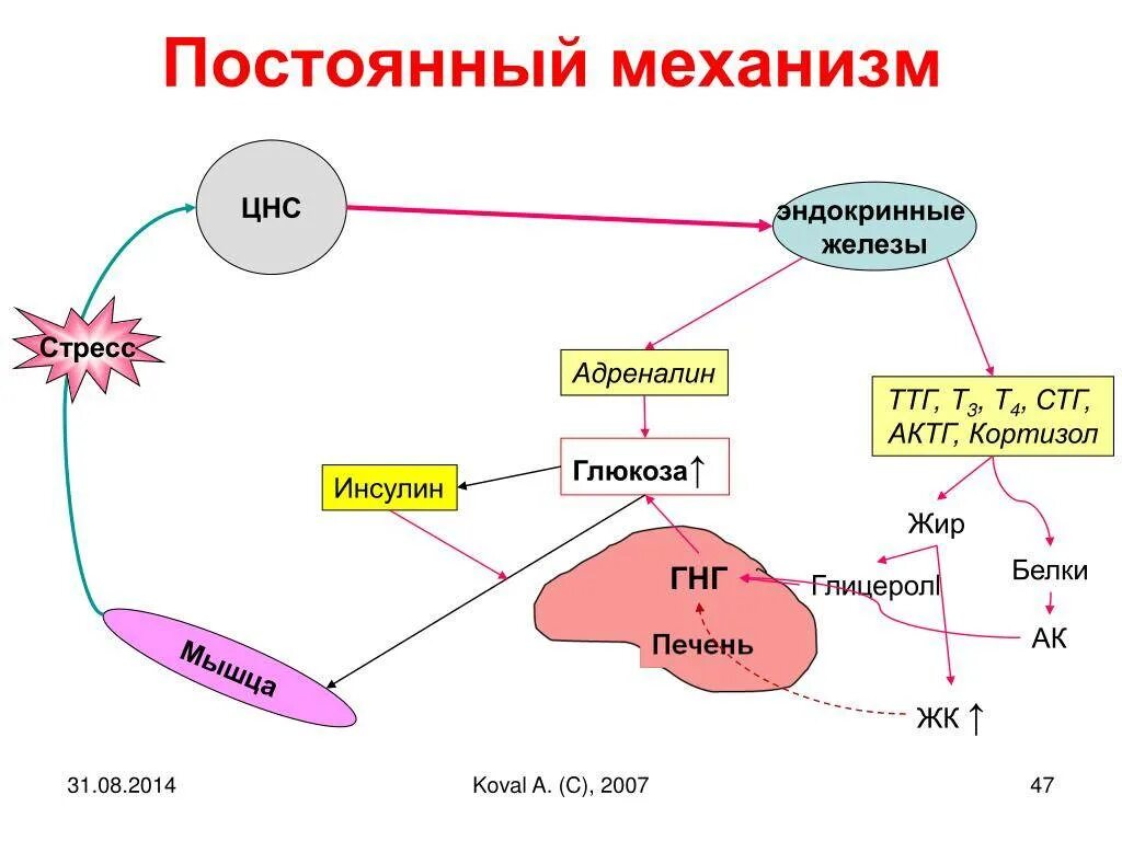 Адреналин и инсулин характеристики. Механизм действия кортизола биохимия схема. Механизм действия кортизола схема. Схема действия кортизола. Схема влияния кортизола.