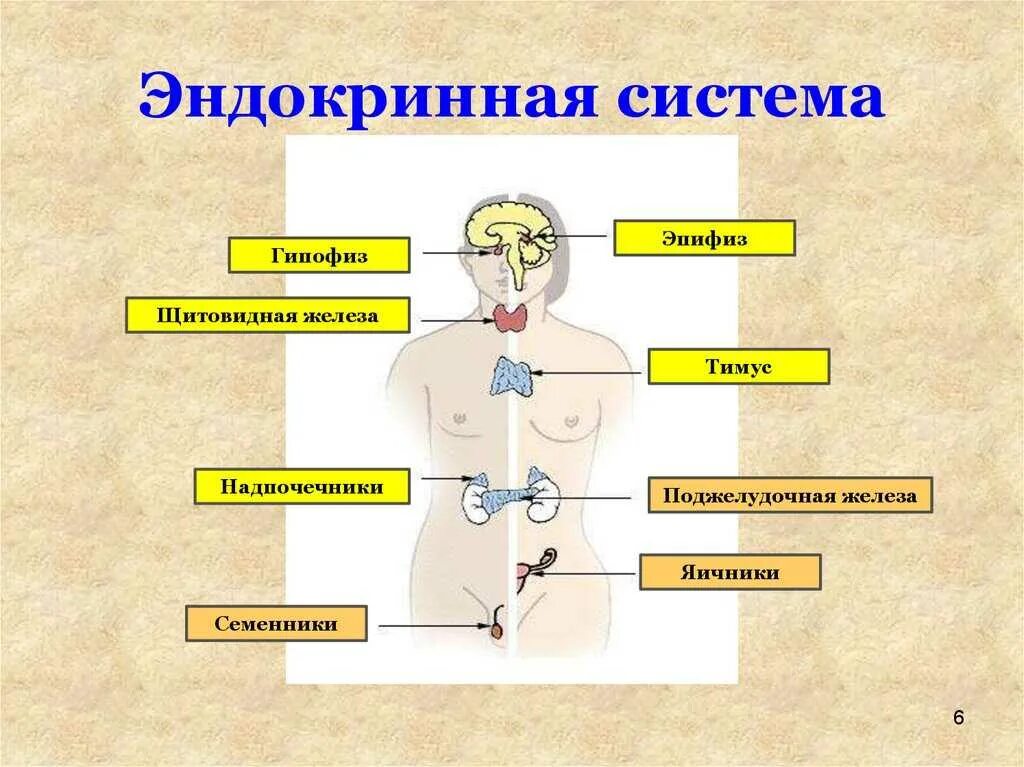 Эндокринология презентация. .Система желез внутренней секреции. Функции. Эндокринная система человека схема. Эндокринная система железы внутренней секреции. К эндокринной системе относятся железы.