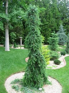 Ель сербская (Picea omorika Pendula) C7,5 40-60 - Зазноба