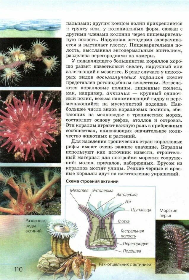 Коралловые полипы актинии. Одиночный коралловый полип актиния. Схема строения актинии. Скелет коралловых полипов.