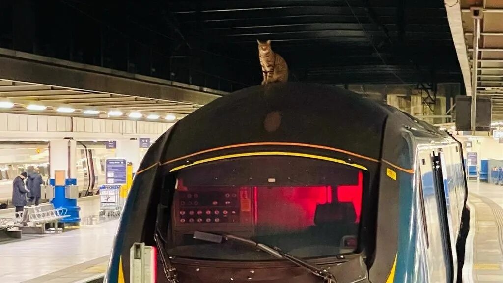 Поезд задерживается на 2 часа. Скоростной поезд Cat. Кот в поезде. Британский скоростной поезд. Поезда в Лондоне.