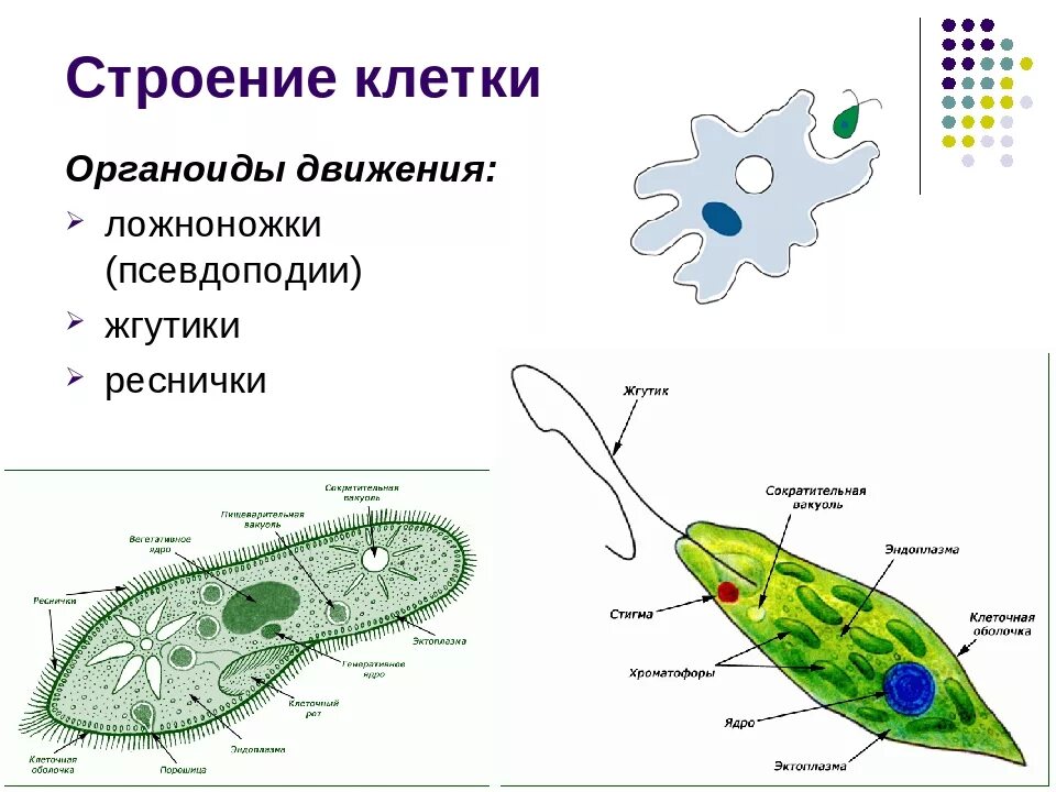 Движение клетки. Органоиды движения строение рисунок. Реснички и жгутики клетки строение. Органоиды движения клетки рисунок. Органоиды движения реснички и жгутики функции и строение.