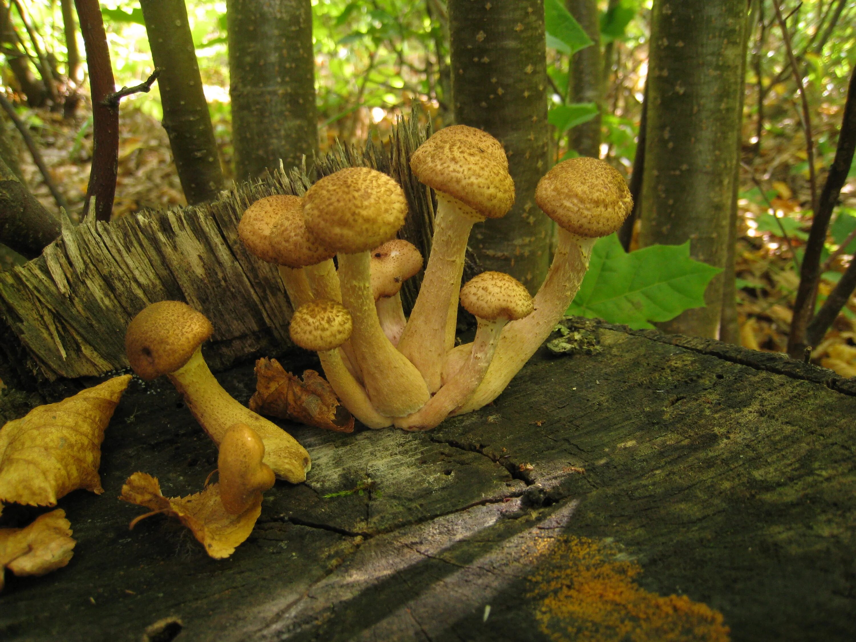 опята осенние опенок осенний опасный двойник. ядовитый двойник опенка осеннего. опёнок осенний опасный двойник. опенок осенний опасный. опёнок опёнок летний и его двойник.