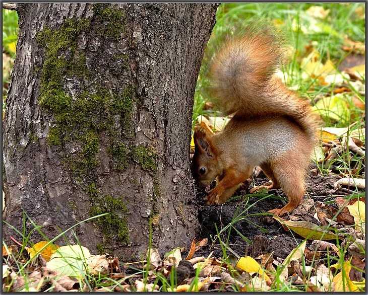 Белка с грибом. Беличья кладовая. Дупло белки. Белка кладовая. Белка собирает грибы.