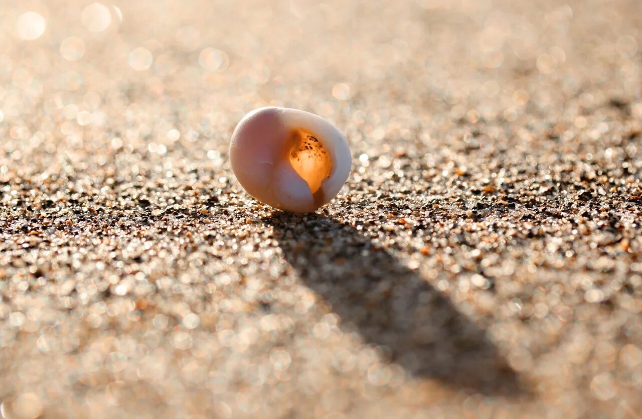 Маленькая песчинка. Ракушка макро. Ракушки песок камушки. Песок Макросъемка. Галька и ракушки.
