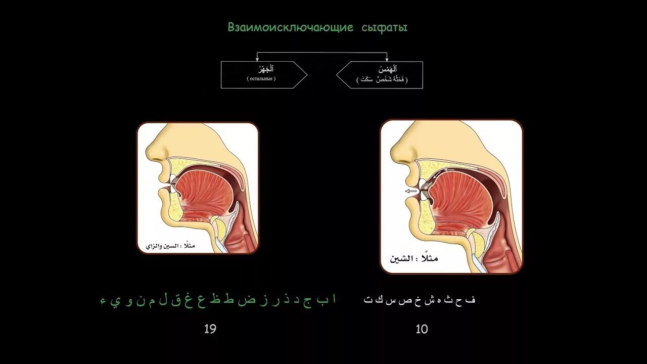 Таджвид сувейда. Сыфаты таджвида. Сыфаты арабских букв. Махрадж и сыфаты арабских букв. Взаимоисключающие сыфаты.