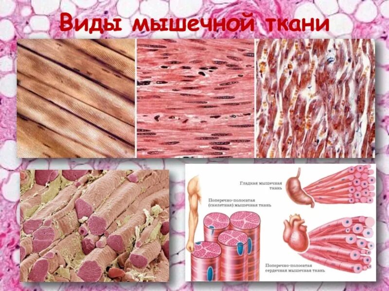 Типы мышечной ткани. Типы мышечной ткани человека. Роль мышечной ткани в организме. Виды мышечной ткани 8 класс. Мышечные ткани какие