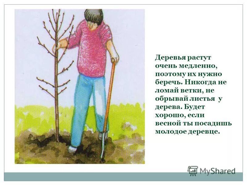 Что надо делать весной. Стишки про посадку деревьев детские. Высаженные весной деревца. Зачем сажать деревья. Стихи о посадке растений.