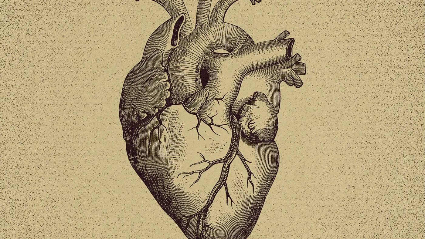 Орган сердце человека рисунок. Сердце анатомия референс. Анатомическое сердце рисунок.