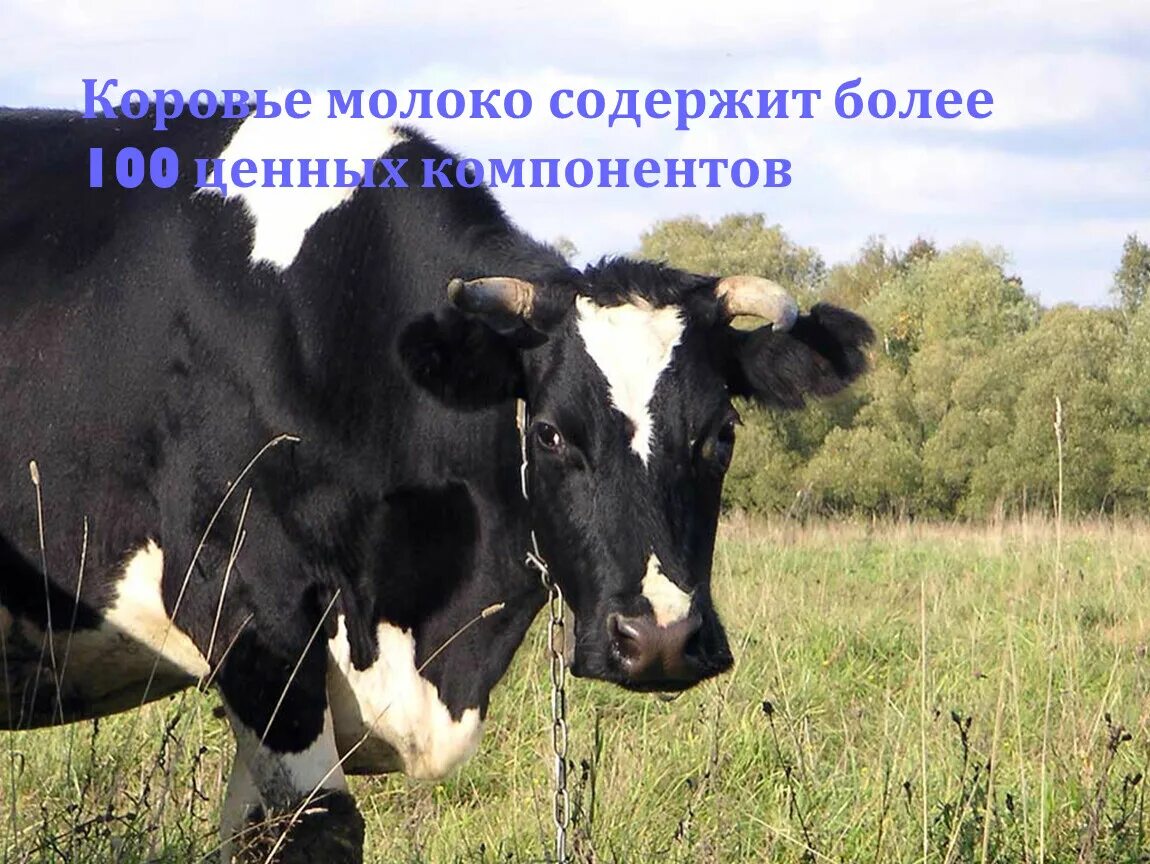 Молочная продуктивность КРС. Корова и молоко продуктивность. Самое дорогое молоко коровы. Молочная продуктивность фото.