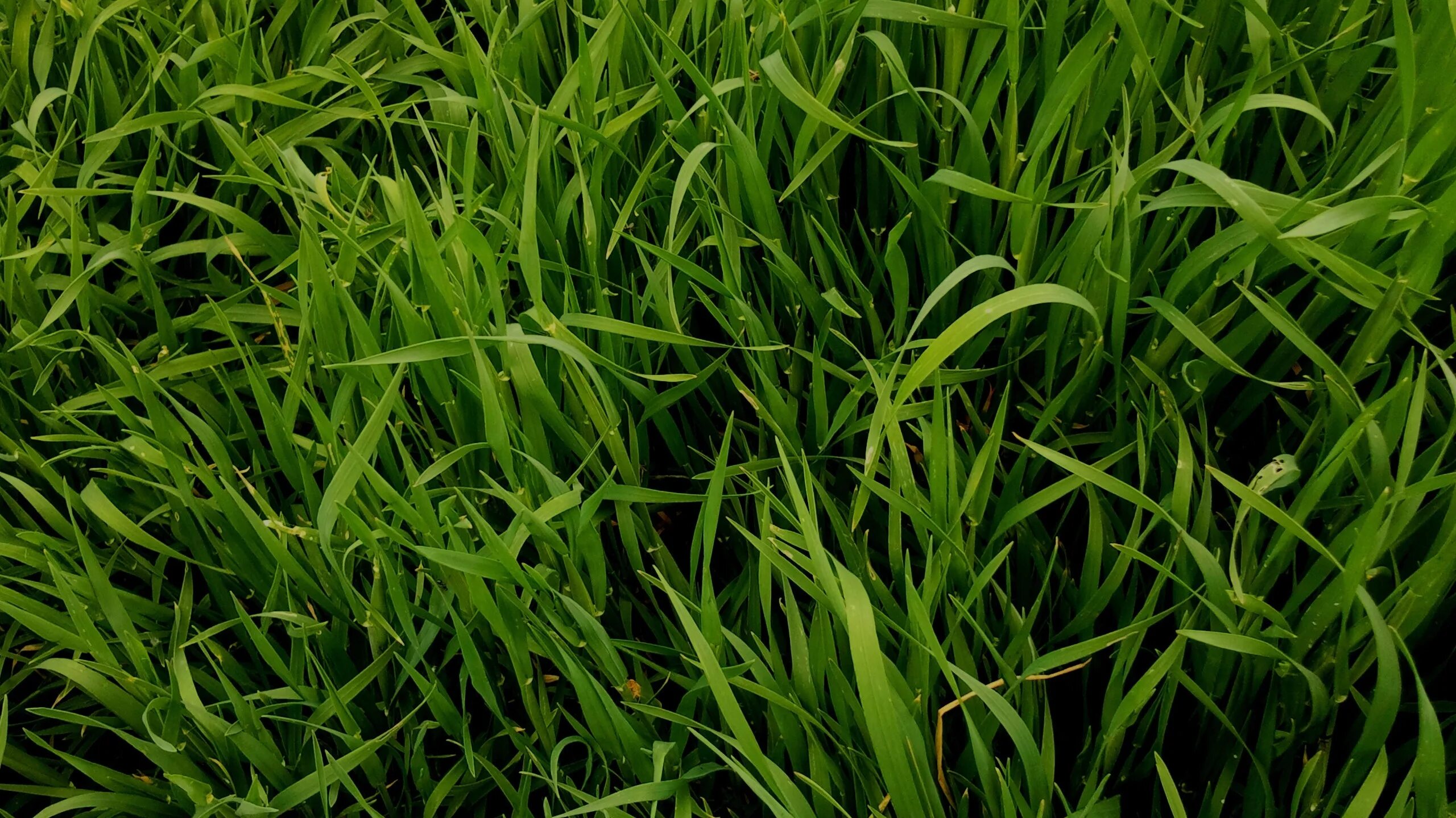 Grass plant. Мятлик Луговой лимузине. Текстура травы. Зелень трава. Фон зелень.