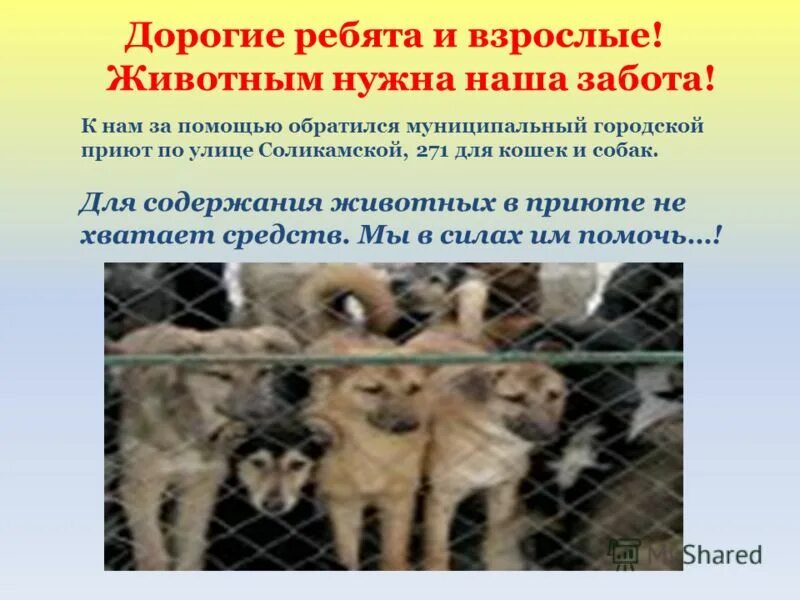 Бездомные животные волонтеры. Работа нужна животных. Животным нужен дом. Работа нужна животных. Волонтерство в приюте для животных.