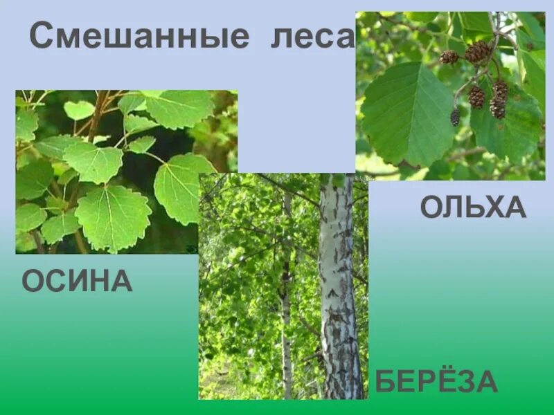 Листья разных деревьев. Широколиственный лес осенью. Вяз гладкий (ulmus laevis). Клен широколиственный лес. Широколиственные леса клен дуб.