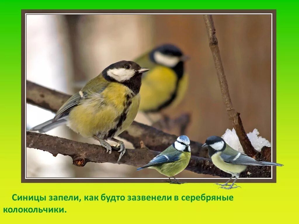 Весенние птицы 2 класс окружающий мир. Поведение птиц весной. Поведение синички весной.