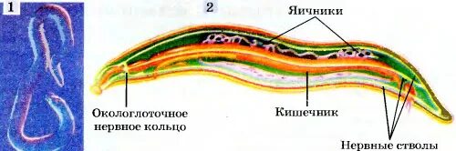 Червей стволы. Строение нервной системы круглых червей. Окологлоточное нервное кольцо у круглых червей. Нервное строение круглых червей. Круглые черви нематоды строение.