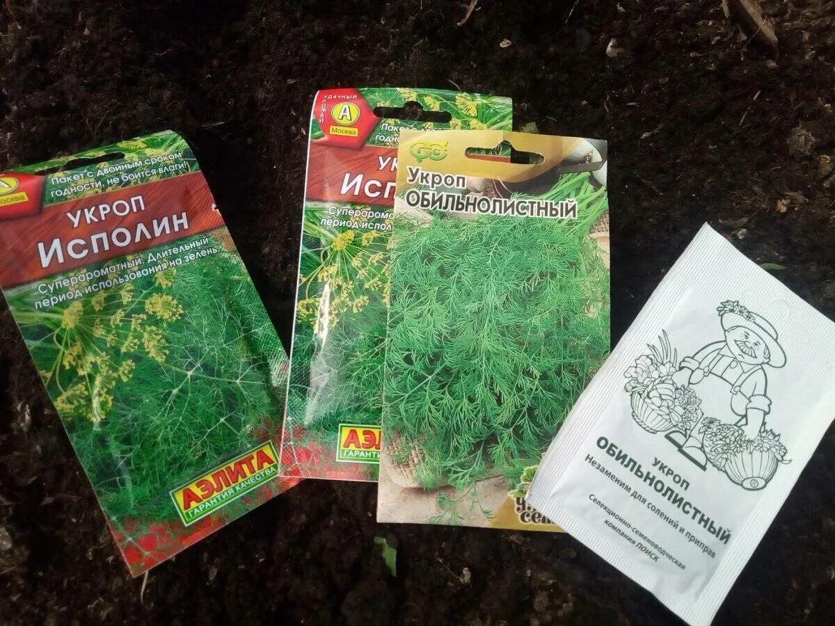 Укроп. Семена укропа для посадки. Семена укропа посев. Сорта укропа. Посадка укропа в грунт весной