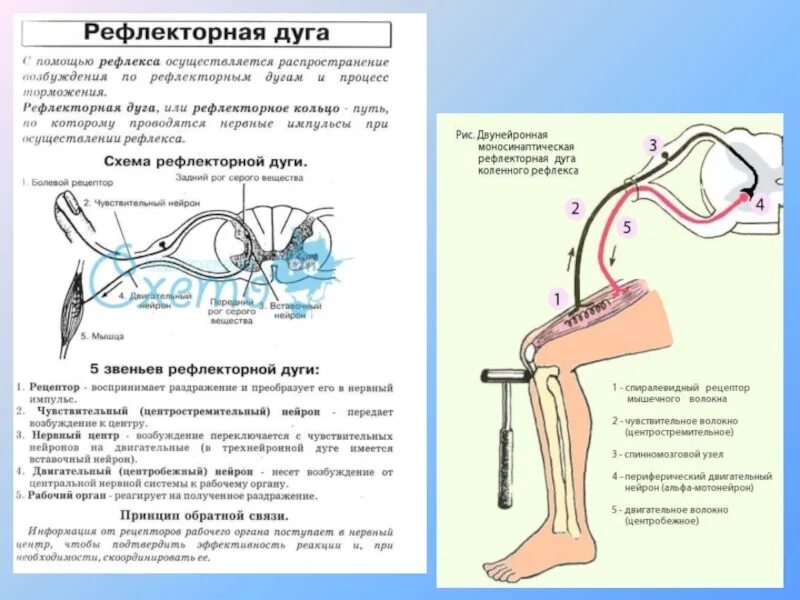Процесс возбуждения процессом нервных импульсов
