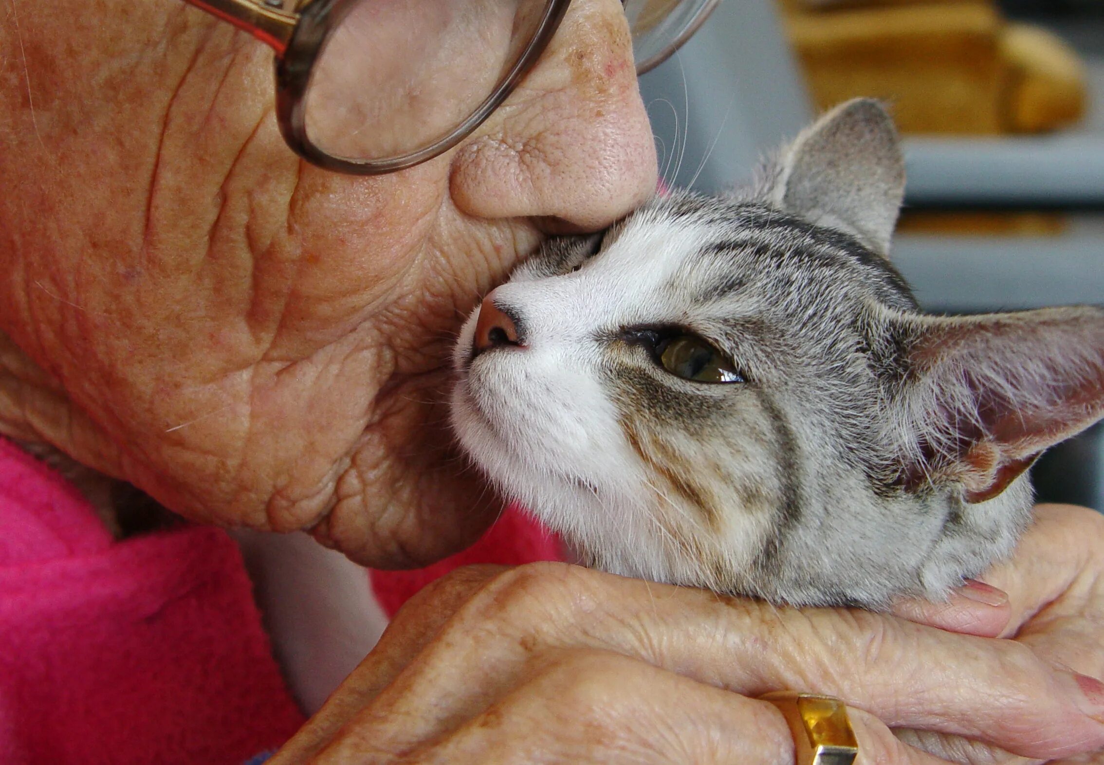 Лечат ли кошки людей. Кошки целители. Анималотерапия кошки. Старость у кошек. Фелинотерапия.