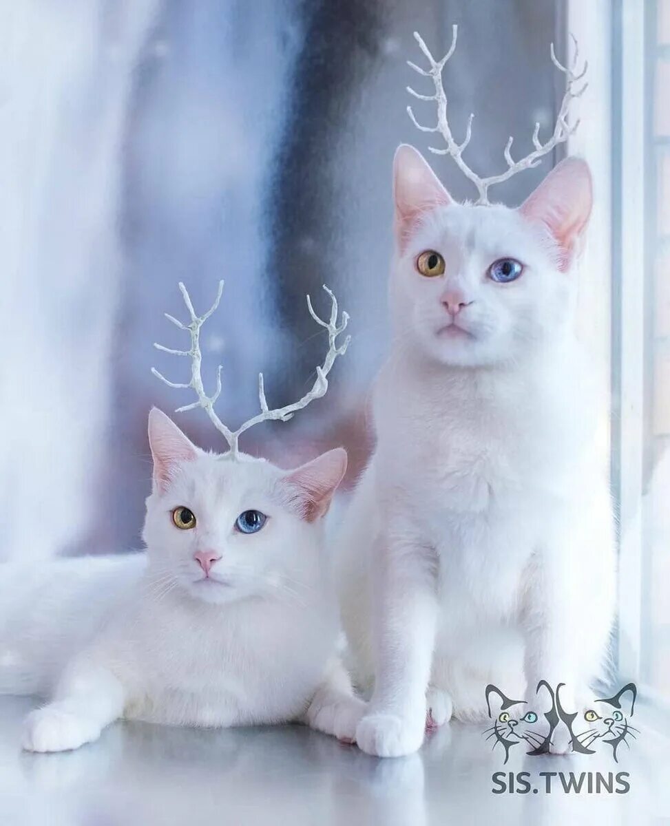 Ирисс (iriss) и абисс (abyss). Сиамские близнецы котята. Twin cats. Котята близнецы. Кошки близнецы айрис и абис.