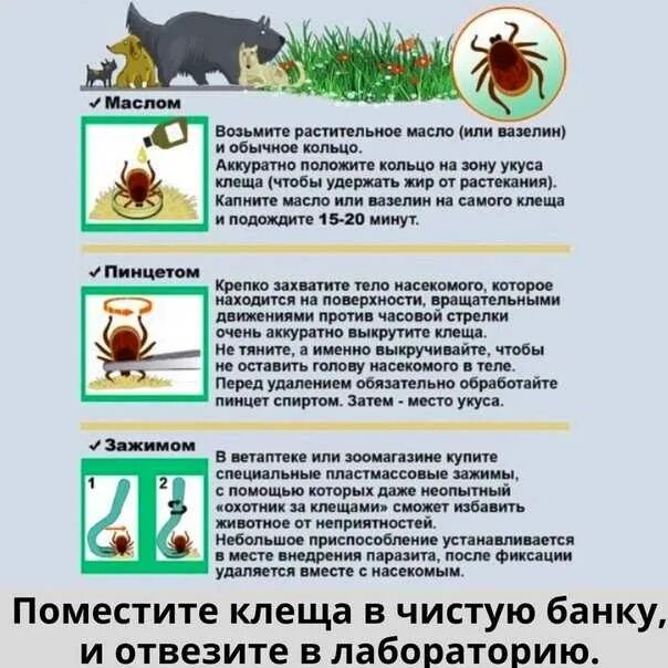 Каким образом нужно снимать присосавшегося клеща. Как вытащить клеща у собаки. как убрать клещей с собаки. как удалить клеща у собаки.