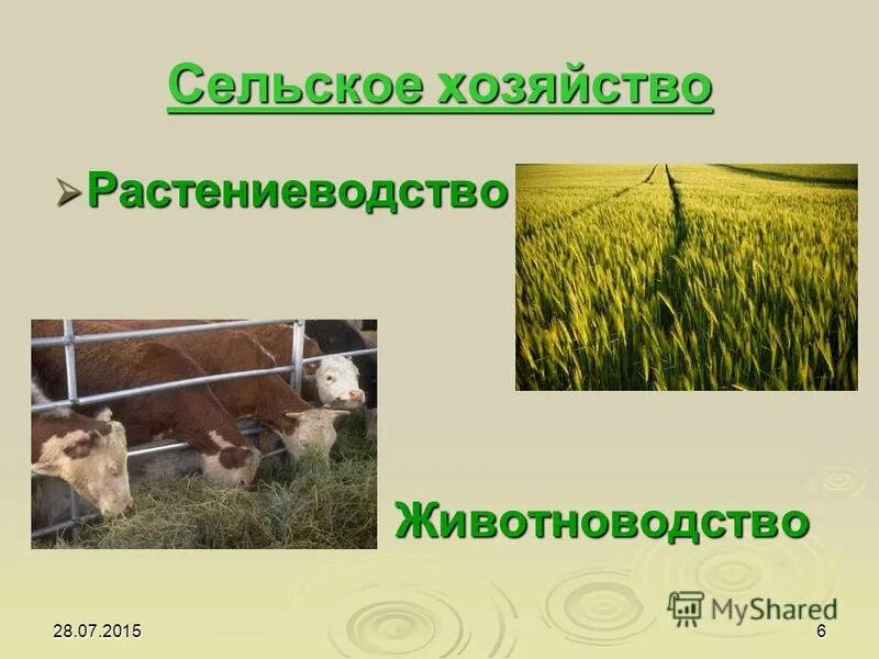 Животноводство. Что такое сельское хозяйство 3 класс. Растениеводство и животноводство. Животноводство это отрасль сельского хозяйства. Схема связи растениеводства и животноводства и промышленности