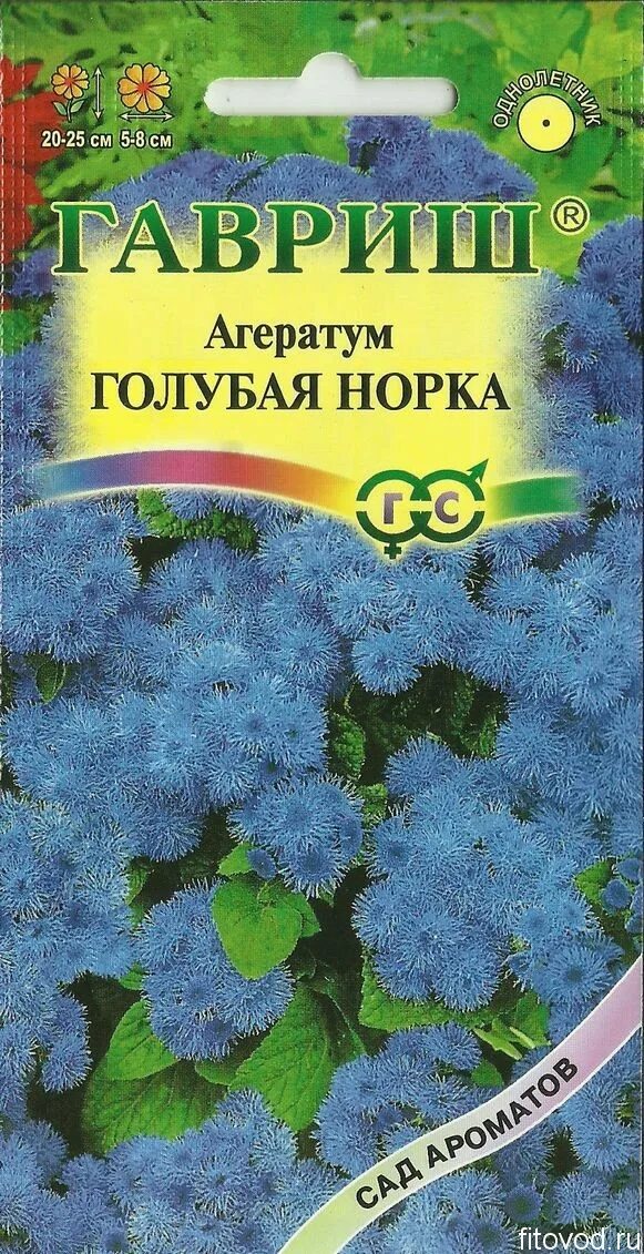 агератум семена фото. агератум гаустона опыление. аэлита семена агератум. черенкование агератума. агератум семена фото.