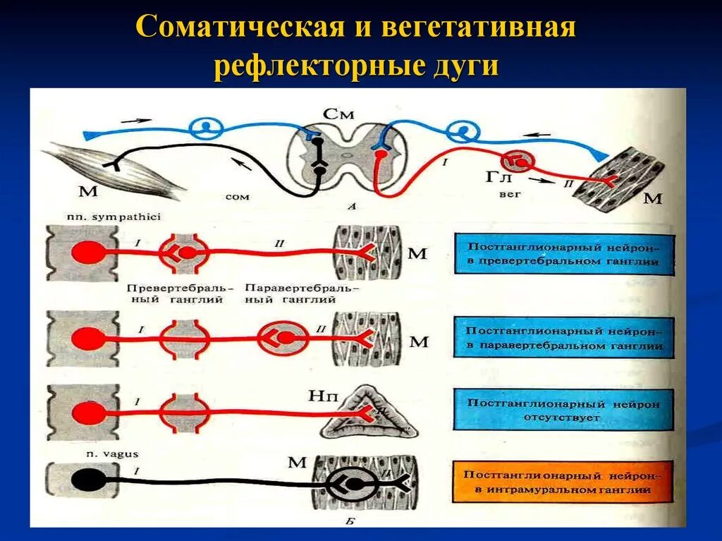 Схема рефлекторной дуги соматического и вегетативного рефлексов. Схема рефлекторной дуги соматического рефлекса. Схема рефлекторной дуги симпатической нервной системы. Система рефлекторной дуги схема. Рефлекторное течение