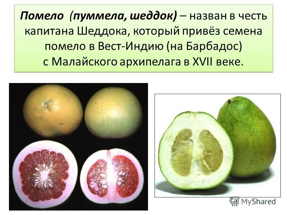 Помело род существительного. Чем полезна помело. Помело строение плода. Чем полезна помело. Помело род существительного.
