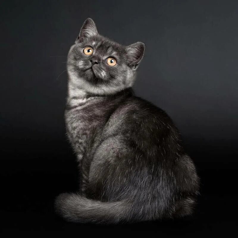 Авито породы кошек. Британская дымчатая кошка. Британская шиншилла черная. Кот шиншилла дымчатый. Британец табби, чёрный дым.