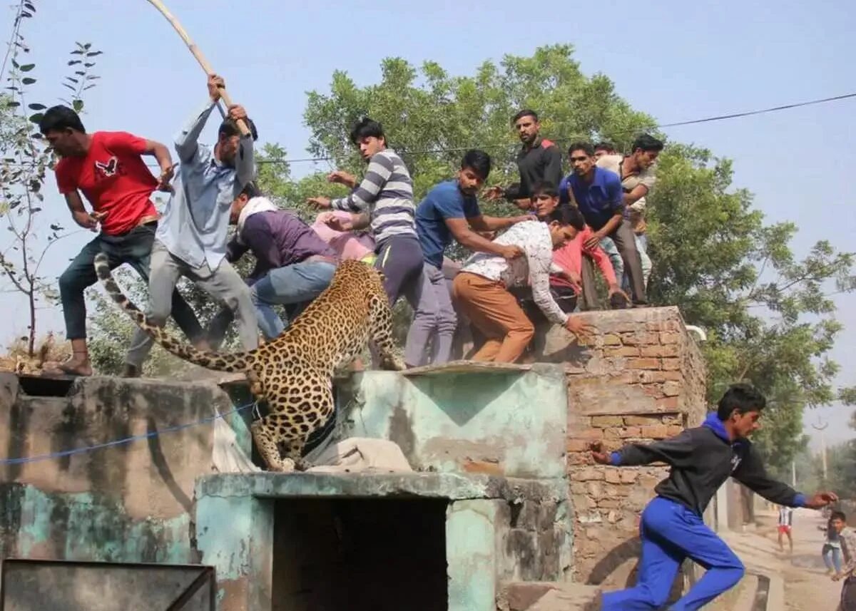 Леопарды нападают на людей. Леопард нападает на человека. Нападение особенность