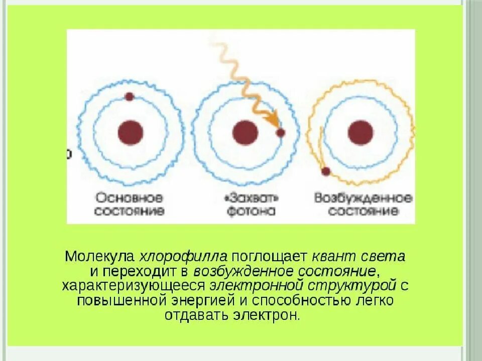 Молекулы б способны поглощать световую энергию. Возбуждение электрона в молекуле. Схема возбужденных состояний молекулы хлорофилла.. Возбуждение молекул хлорофилла. Возбуждение электрона в молекуле хлорофилла.