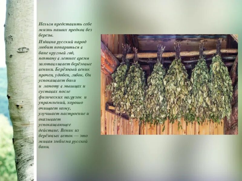 Заготовка веников для бани. Период заготовки веников для бани из березы. Полезные веники для бани. Заготовка веников для бани. Веник для бани.