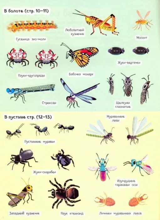 Насекомые названия. Виды насекомых список. Насекомые список названий для детей. Кто относится к насекомым список.