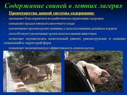 Системы и способы содержания свиней