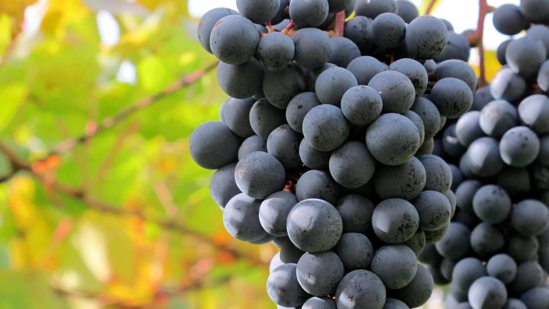 Самый ранний виноград. Виноград сорт Бонапарт. Цимлянский виноград. Сорт винограда Лаграйн. Саперави виноград.