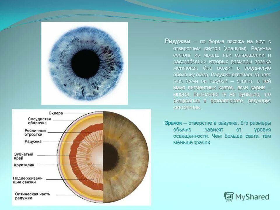 Радужка глаза строение. Радужная оболочка глаза человека. Строение радужной оболочки. Строение радужной оболочки глаза. Радужка содержит пигмент