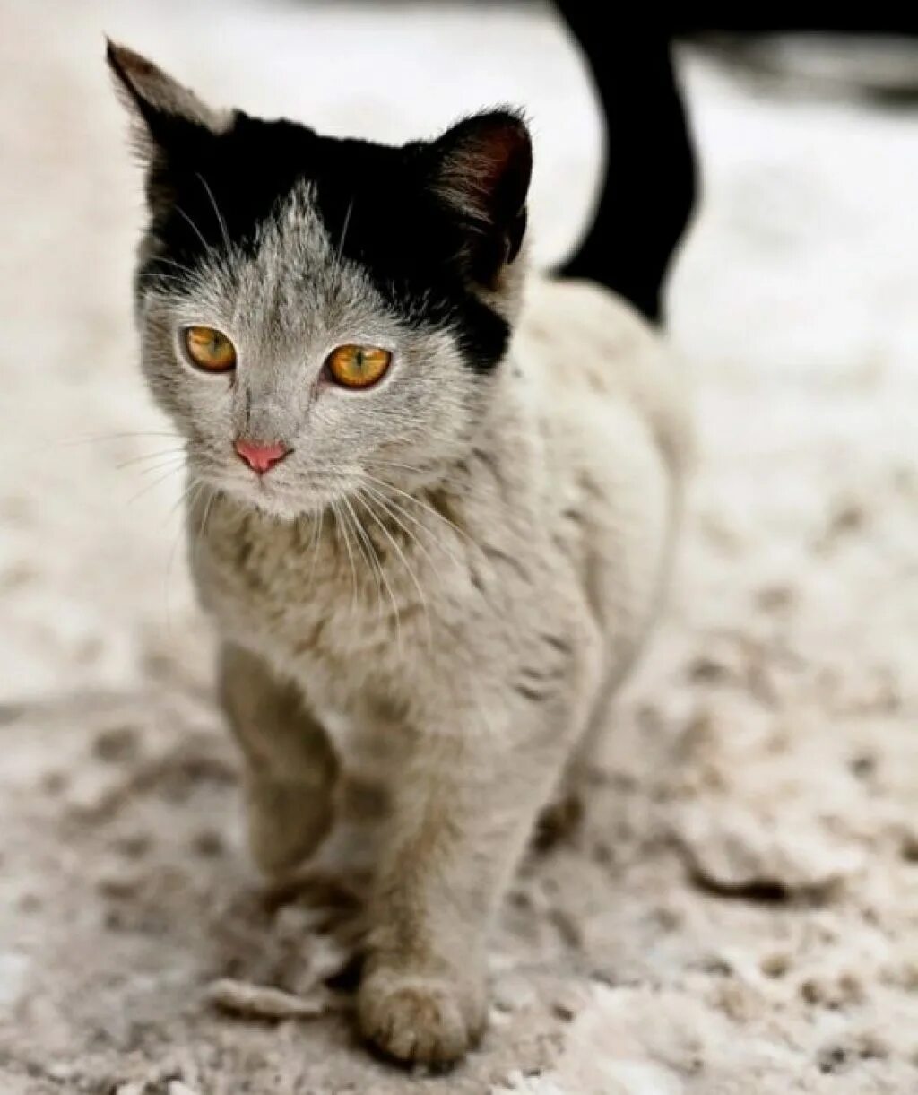 Редкие цвета кошек. Необычные кошки. Необычные расцветки кошек. Кот необычной окраски. Редкие окрасы кошек.
