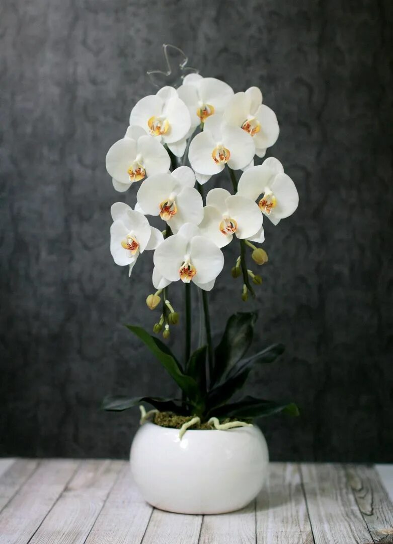 Épinglé par Flowers In Heart sur #Phalaenopsis Orchids Fleur orchidée, Orchidée,