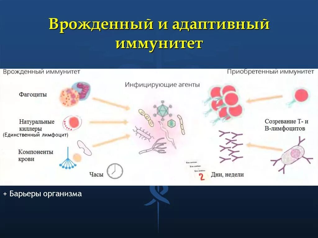 Схема иммунного ответа врожденного и приобретенного иммунитета. Механизм врожденного иммунитета схема. Приобретенный иммунитет схема иммунного ответа. Схема иммунитет врожденный и адаптивный.