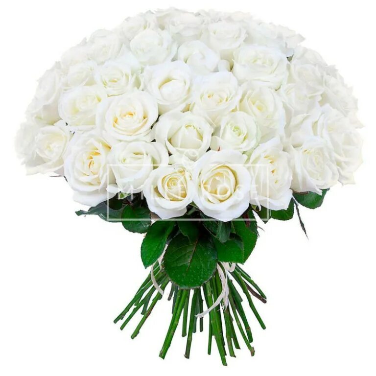 Розы белые низкие. Розы белые Аваланж 70 см. Букет "25 белых роз" Аваланж.