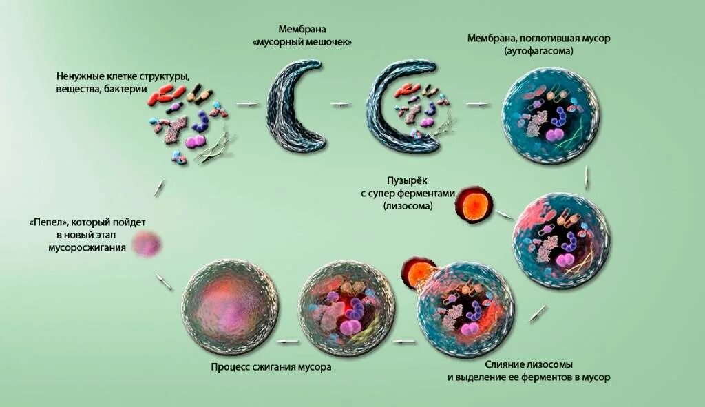 Аутофагия это простыми словами. Клеточный процесс аутофагия. Ёсинори Осуми аутофагия процесс. Аутофагия клетки. Процесс аутофагии схема.