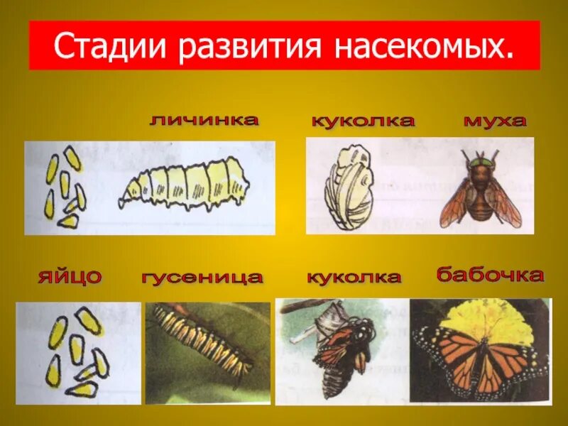 Стадия жизни насекомого. Развитие насекомых. Этапы развития насекомых. Стадия формирования насекомого. Названия стадий развития насекомых.