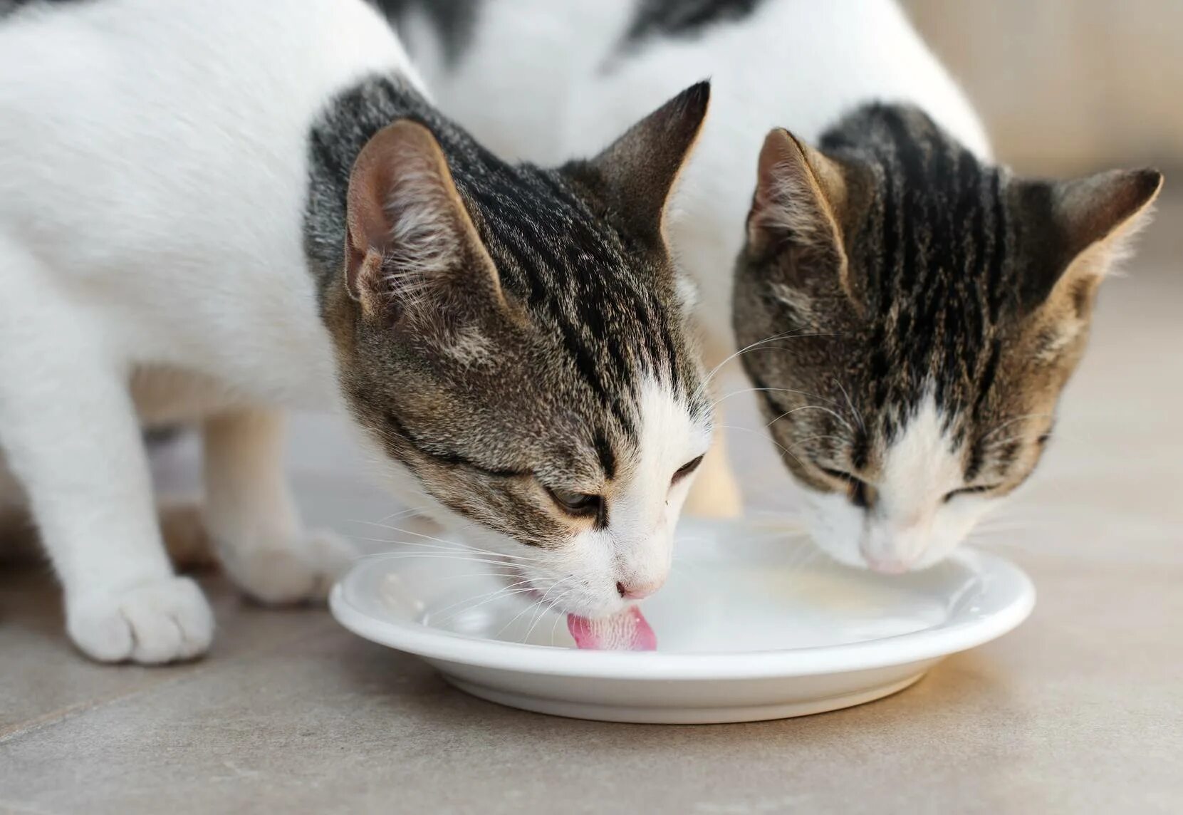 Сколько котята пьют молоко. Кошка лакает из миски. Молочная кошка. Котенок в миске с молоком. Еда для котят.