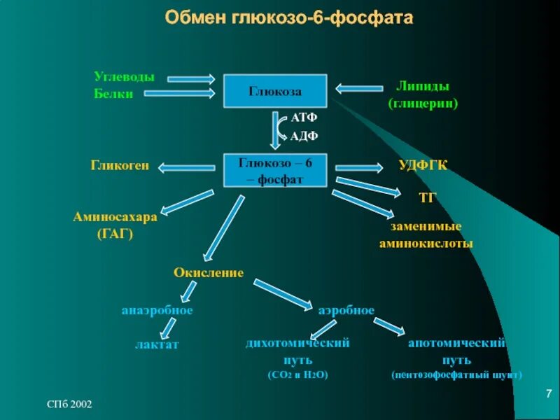 Какие углеводы входят в состав атф