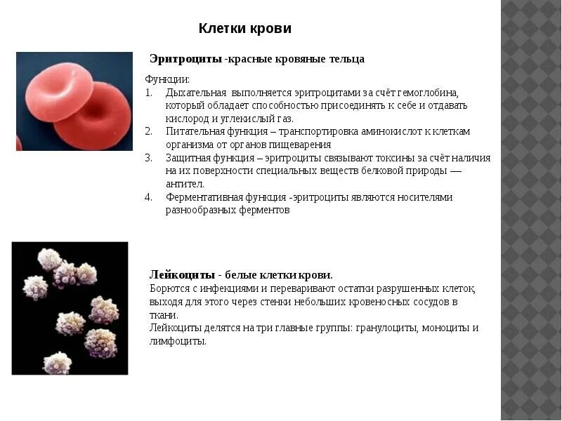 Основной функцией эритроцитов является