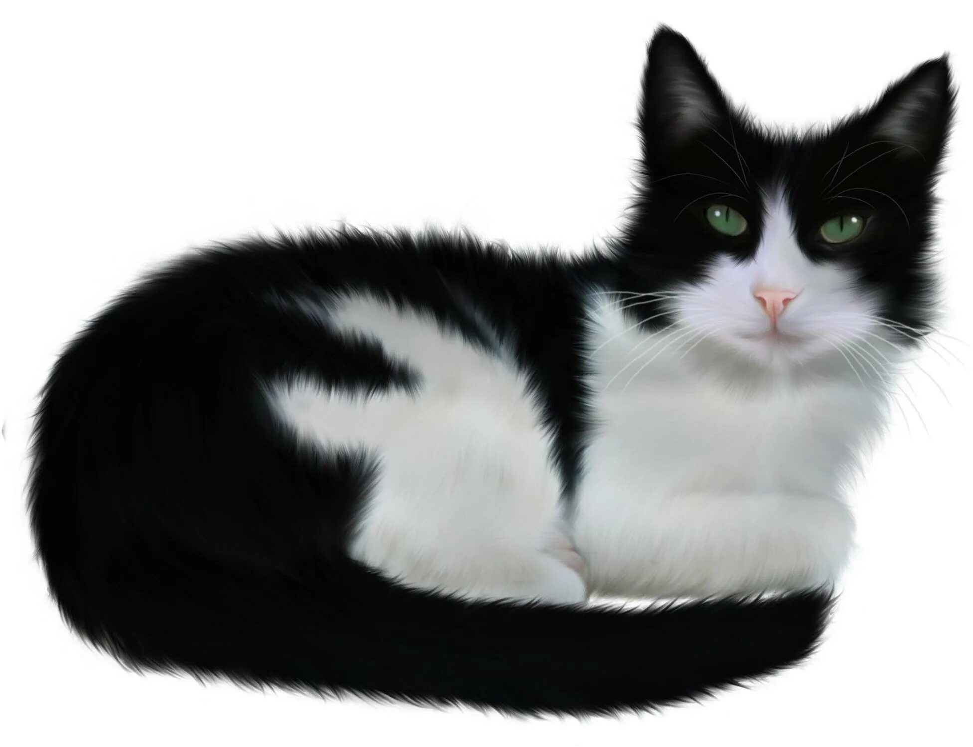 Прозрачная кошка. Турецкая ангора кошка черно белая. Кошка на прозрачном фоне. Белая кошка на прозрачном фоне. Кошка на прозрачном фоне для фотошопа.