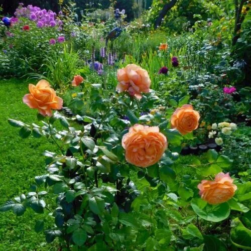 Саженец Роза Капри (Rosa Capri) купить в Москве по низкой цене из питомника, дос