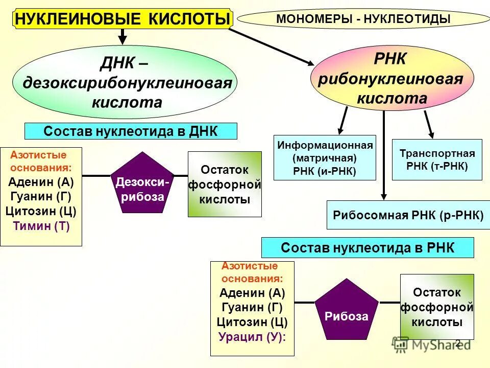 Строение нуклеотида молекулы днк. Схема строения нуклеотида днк. Вторичная структура нуклеиновых кислот формула. Строение нуклеиновых кислот днк и рнк. Структурная формула нуклеотида днк.